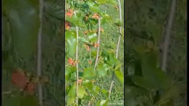 Шелковица плакучая первый год после посадки (итоги)