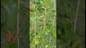Шелковица плакучая первый год после посадки  (итоги)