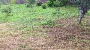 Орехи, акации, абрикосы. 22 июня 2024 года. Самарская область