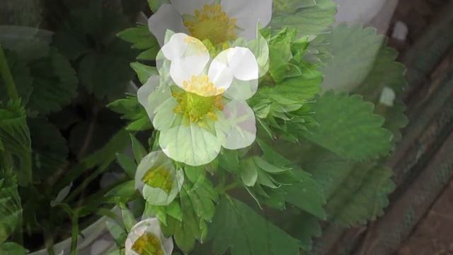 Цветение клубники в апреле! 疯狂的草莓花 Crazy strawberry blossom!!!