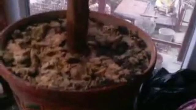 Инжир принялся. Питунья . Черенкование брусники. Ошибки при пересадке банана смотреть онлайн