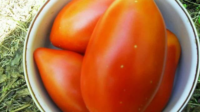 семена помидоров купить смотреть онлайн