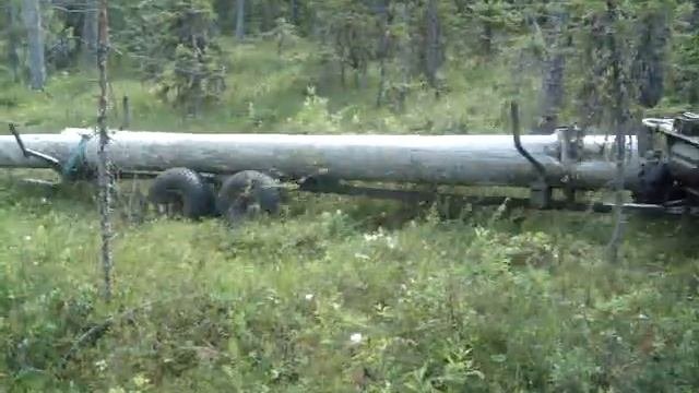 Заготовка и транспортировка сухостойной сосны(кело)
