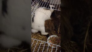 кошка спаривается с кроликом