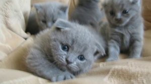 Как выпросить котёнка у родителей/Смотрите в описание это ВАЖНО!!!!