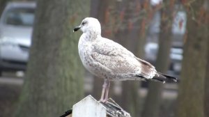 Городские птицы Калининграда