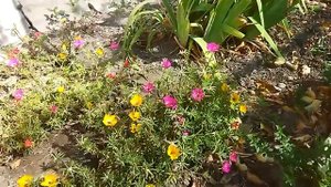 Портулак-красивый сорняк и медонос-пыльценос