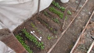 КАК Я УКРЫВАЮ ОГУРЦЫ В МЕШКАХ ОТ МОРОЗОВ В ТЕПЛИЦЕ!