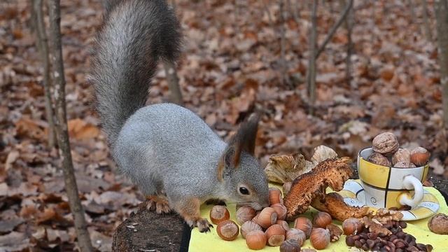 Кафе Лесное смотреть онлайн