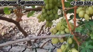 ГФ. Винограда ВЗЛЕТНАЯ ПОЛОСА (Калугин В.М.).