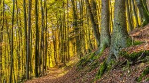 Звуки природы 10 часов. Звуки природы лес. Пение птиц для сна медитации