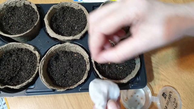Посев Томатов Пророщенными Семенами. Сроки и способы посева томатов.