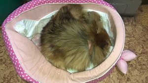 Первые роды шпица Моники, у нас появились щенки!!!