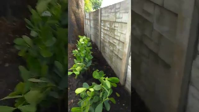 Clusia plant смотреть онлайн