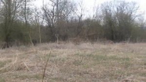 Весенняя ловля птиц. Дрозды. Немного из жизни синиц. Рыбалка.