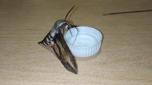 3 день с бражником#бражник#языкан#бабочка