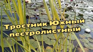Тростник Южный Пестролистный (Phragmites Аustralis Variegatus)  Southern Variegated Reed