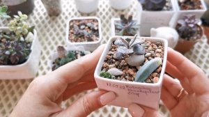 Как вырос за лето первый набор с суккулентами, об ошибках, поливе, серамисе и многом другом