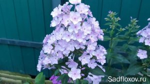 Флокс Eden's Smile (Эденс Смайл), в моем саду