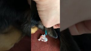 Лечение гематомы на наружном ухе собаки