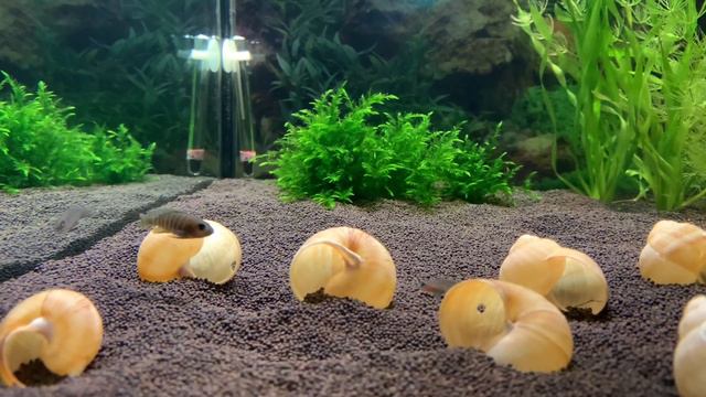Момент жизни «тигров». Совет по содержанию Лампрологус симилис. Content tips Neolamprologus similis