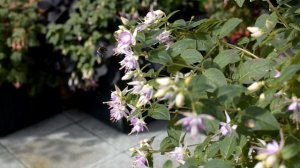 Фуксия Thamar, видеопортрет