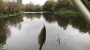 Осенняя плотвичка #shorts