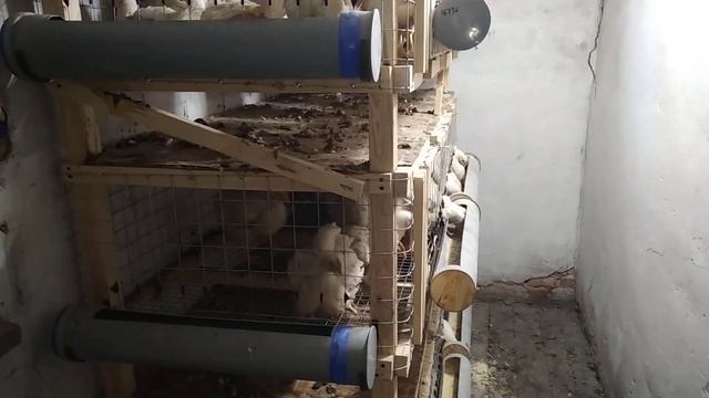 Клетка для бройлеров своими руками?