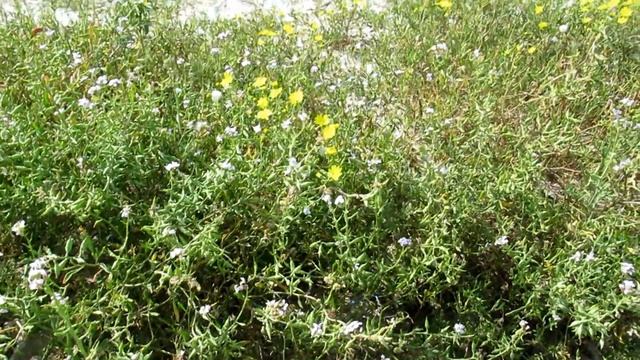 Морская Горчица  (лат. Cákile)и Крестовник(Senecio vernalis) у моря!Кирьят-Ям.Израиль.Israel.