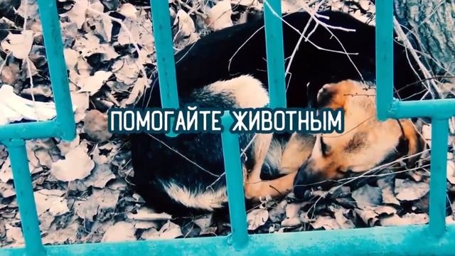 мурку рвали собаки мы её лечим смотреть онлайн