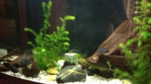 Заводим Астронотусов!!! 18. Украшаем и модернизируем аквариум.