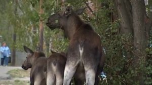 Лоси в Заречном.avi