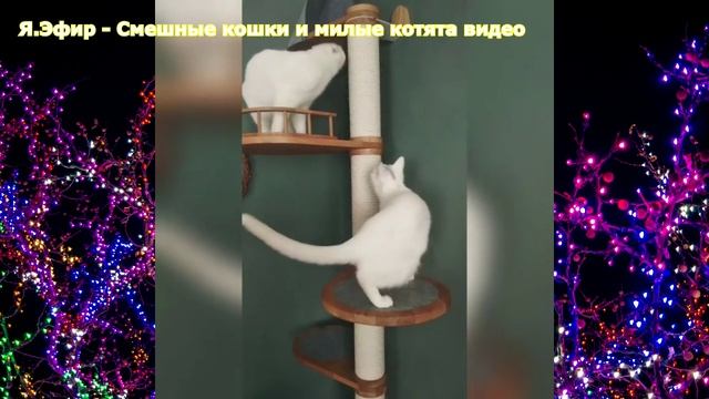 Смешные кошки и милые котята видео
