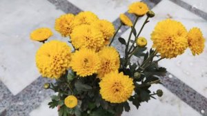 ସେବତୀ | गुलदाउदी | Chrysanthemum in Odia