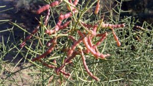 Верблюжье колючка-лечебная польза и приминение в народной медецине.