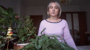 Ядовитые комнатные растения. Комнатные растения опасные для котов и кошек.