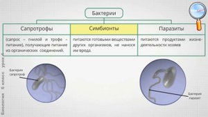Биология 6 класс (Урок№4 - Питание бактерий и грибов.)
