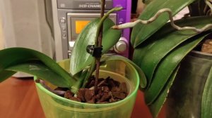 Все о детках на цветоносе фаленопсиса