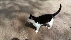 Куда пошел кот #деревнямоя #деревня #живем #село #кот