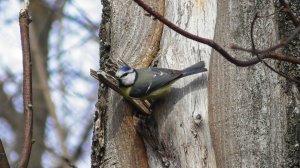 Лазоревка готовит дупло для гнезда  ( Cyanistes caeruleus )