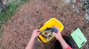 Северная Карелия. Пяозеро 2022 часть 2