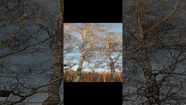 Скворцы прилетели