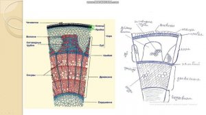 Строение и функции стебля растений. Учитель: Д. А. Высоцкий