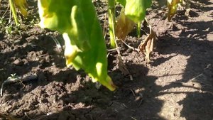 Подсолнечник Мас 880.