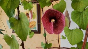 Аристолохия гигантская  Бразилия. Aristolochia gigantea 'Brasiliensis' Весна 2020