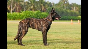 Голландская овчарка