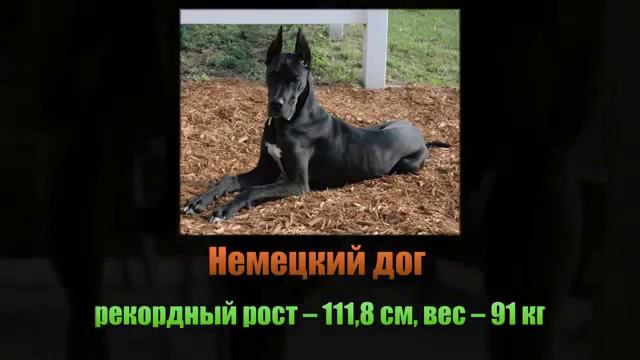 ТОП 10 САМЫХ БОЛЬШИХ СОБАК В МИРЕ! смотреть онлайн