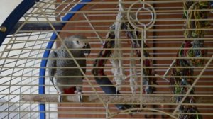 Говорящий попугай жако. Кузька жжот. Спать пора - Успокойся!