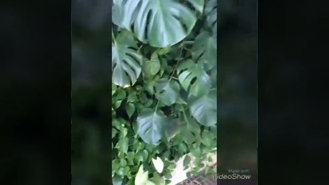 Живая зеленая стена от Palmade