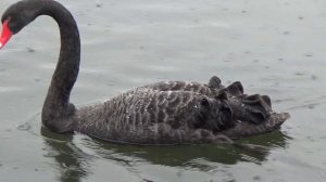 ЧЁРНЫЙ ЛЕБЕДЬ  Black Swan